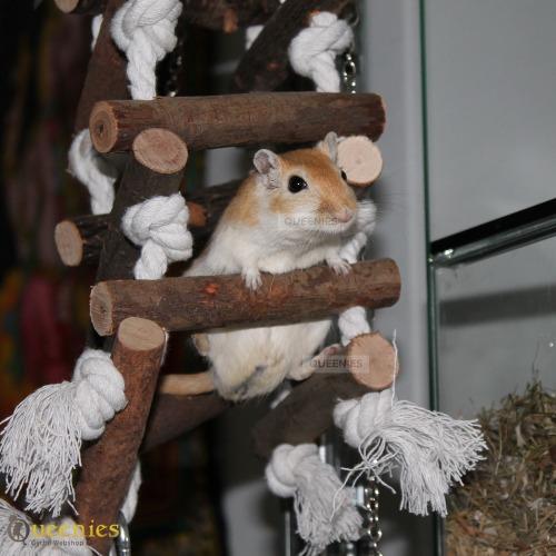 Gerbil op het klimrek van touw en hout