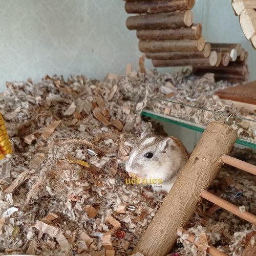 Cotton & Comfort katoenbedding met greenmile reepjes