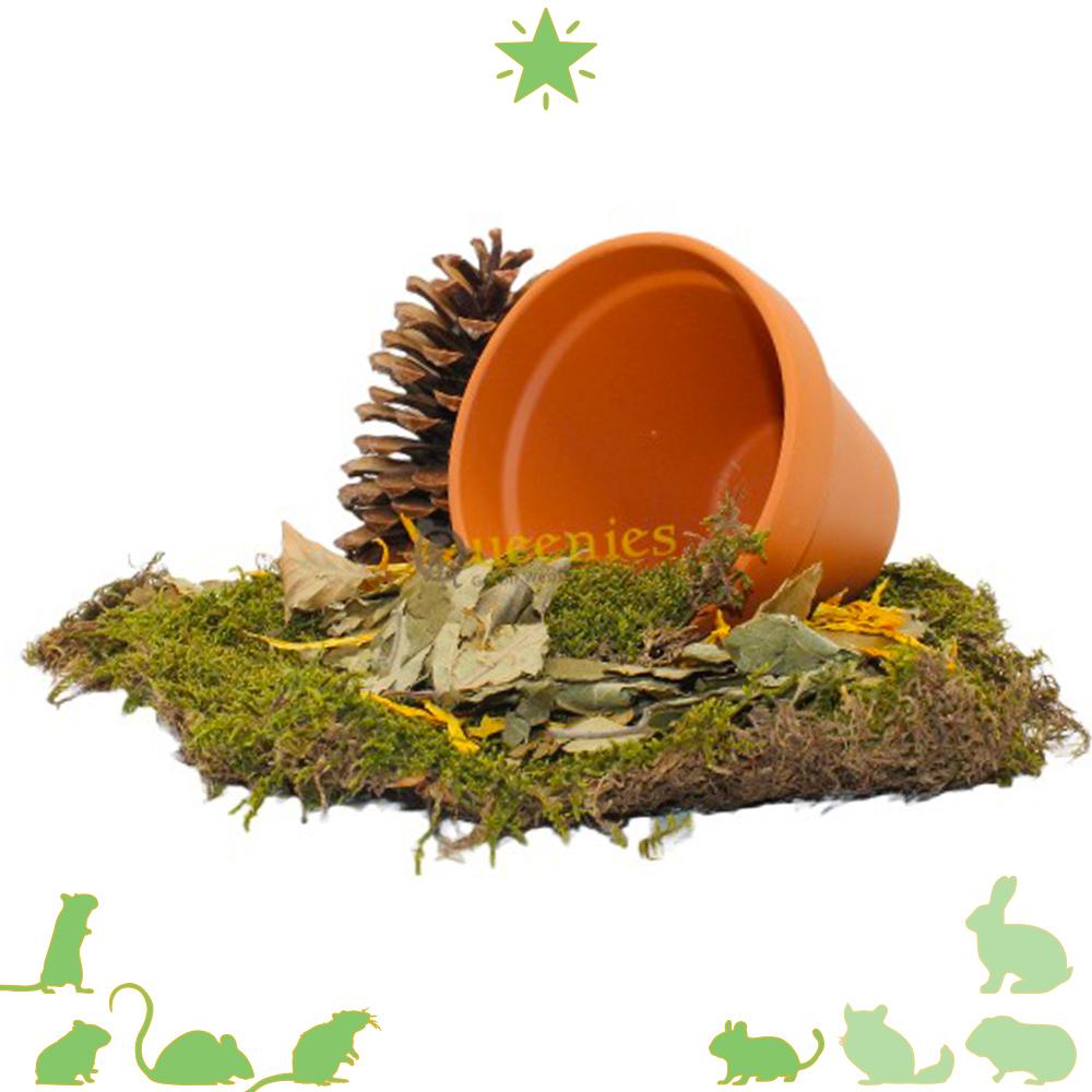 Terracotta pot voor Hamsterscaping