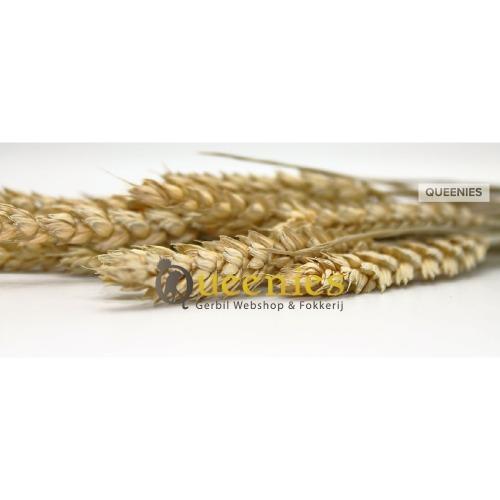 Hele tarwe aren gezonde traktatie voor Hamster