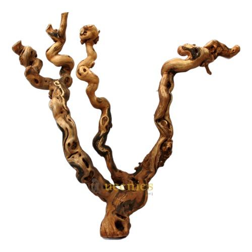 Mooi wijnranken om te knabbelen voor knaagdieren