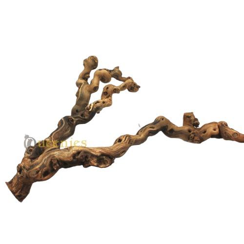 Wijnrank gezandstraald druiventak voor degoes