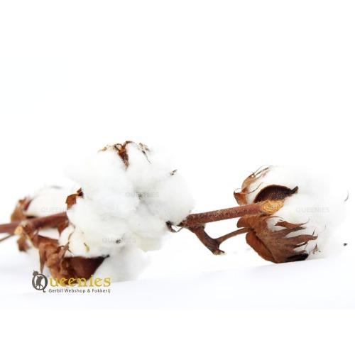 Katoenbollen op steel