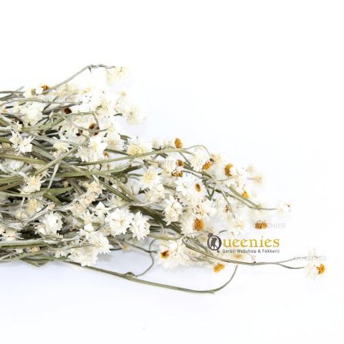 Kamille bloemen knaagdier