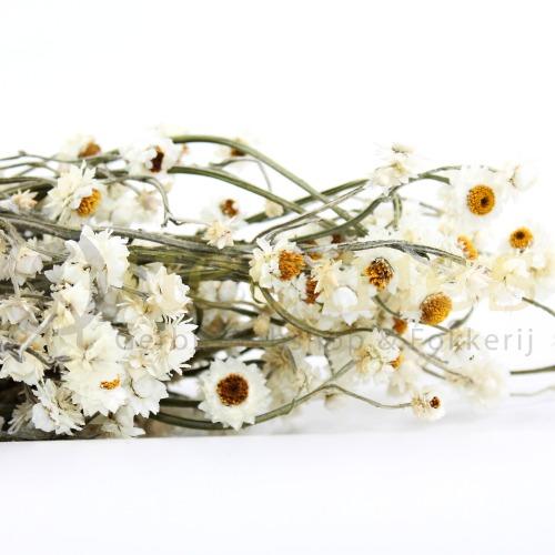 Kamille bloemen in hamsterscaping