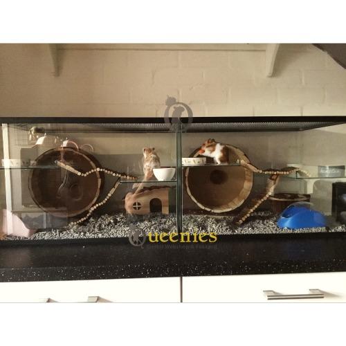 Welke afmeting voor een goudhamster?