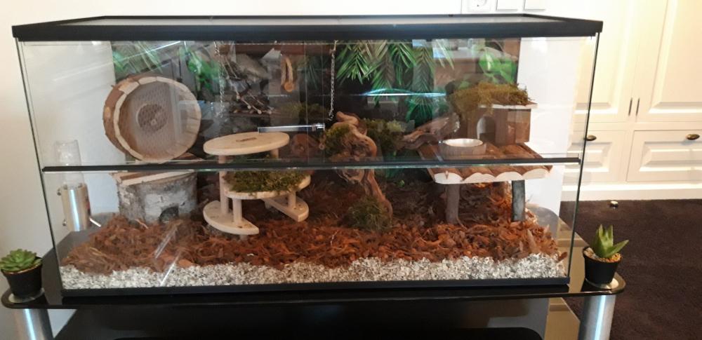 Gerbil terrarium 80x40x50