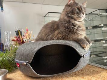 Kleine Maine Coon Kat in Donut kattenmand 50 cm