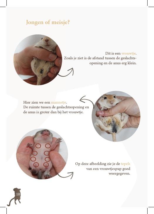 Gerbil informatie boekje
