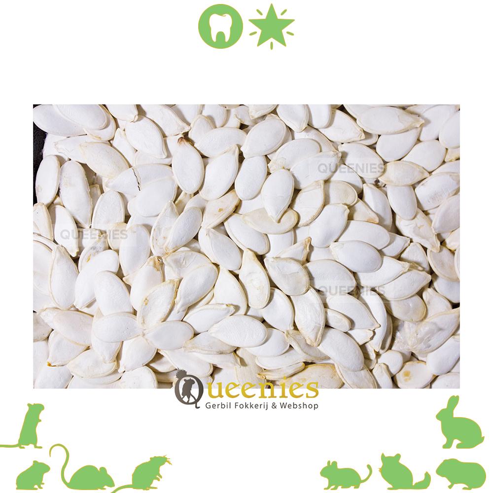 Gerbil met pompoenpit