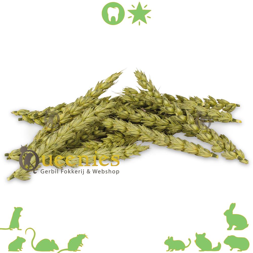 Gezonde Hamstersnack veel gebruikt bij Hamsterscaping