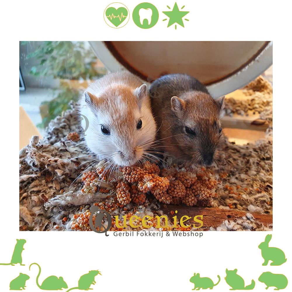 JR Farm Rode Trosgierst Rood 75 gr.