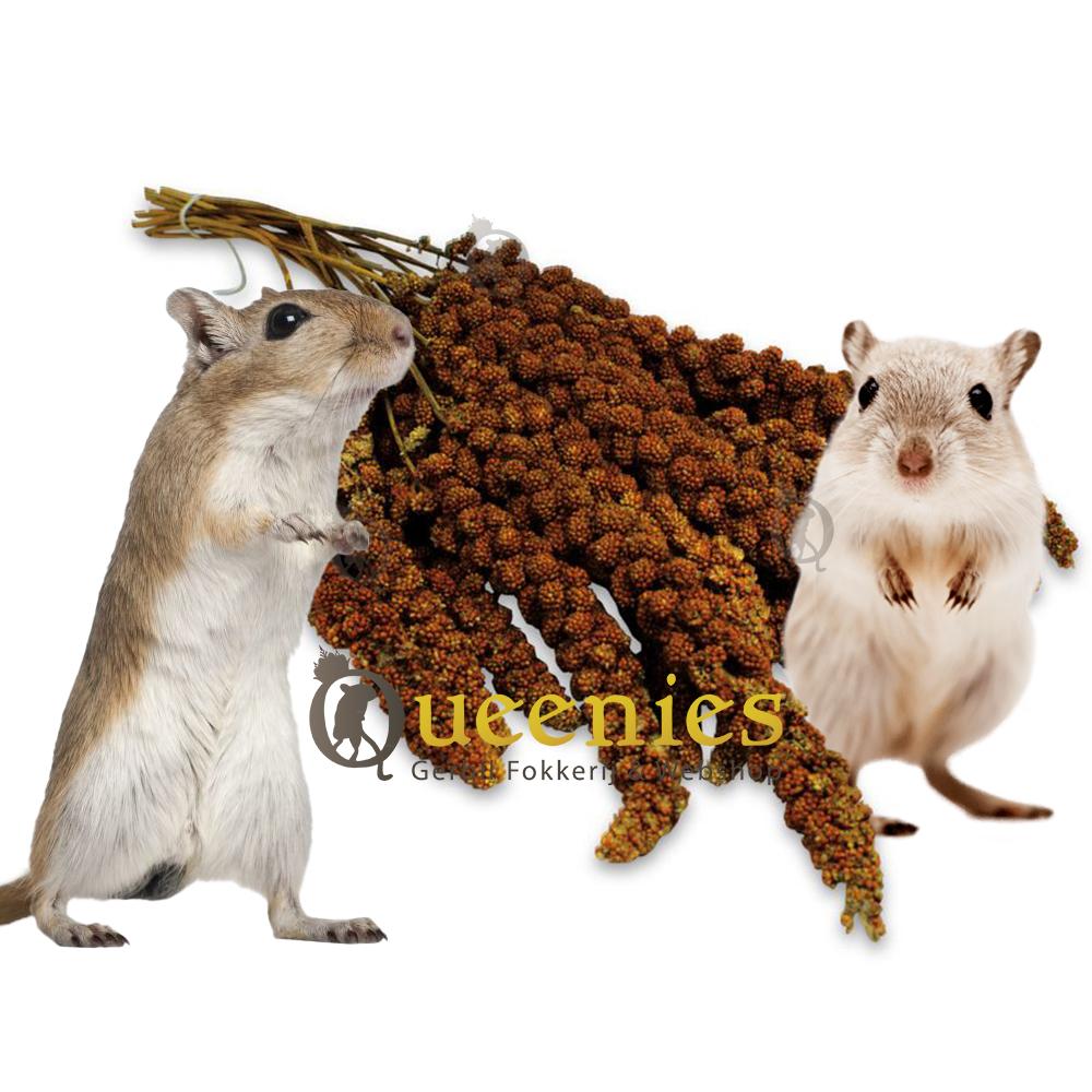 Trosgierst Rood met Gerbils