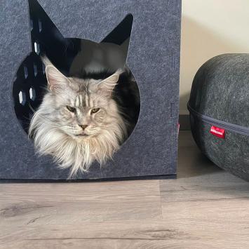 Kat in vilten kattenkubus