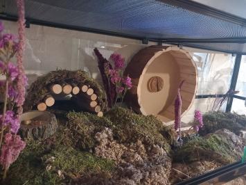 Hamsterscaping in HabiTerra Terrarium - Grote glasbak voor hamsters en gerbils