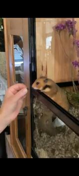 HabiTerra Terrarium met schuifruiten zodat hamster eenvoudig tam gemaakt kan worden