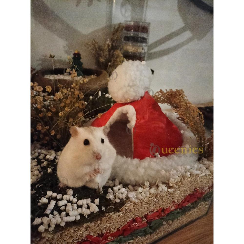 Hamster met Iglo