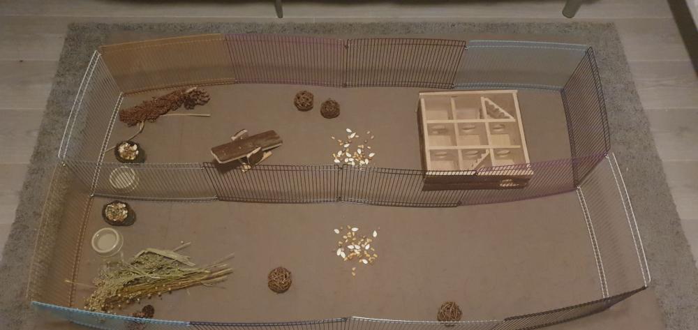 Ren voor Goudhamster