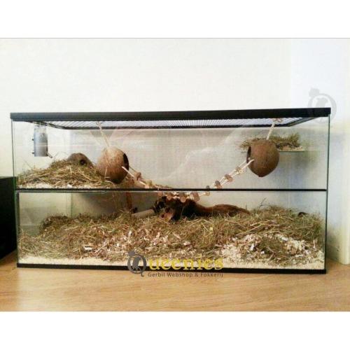 Gerbilarium met kokosnoten