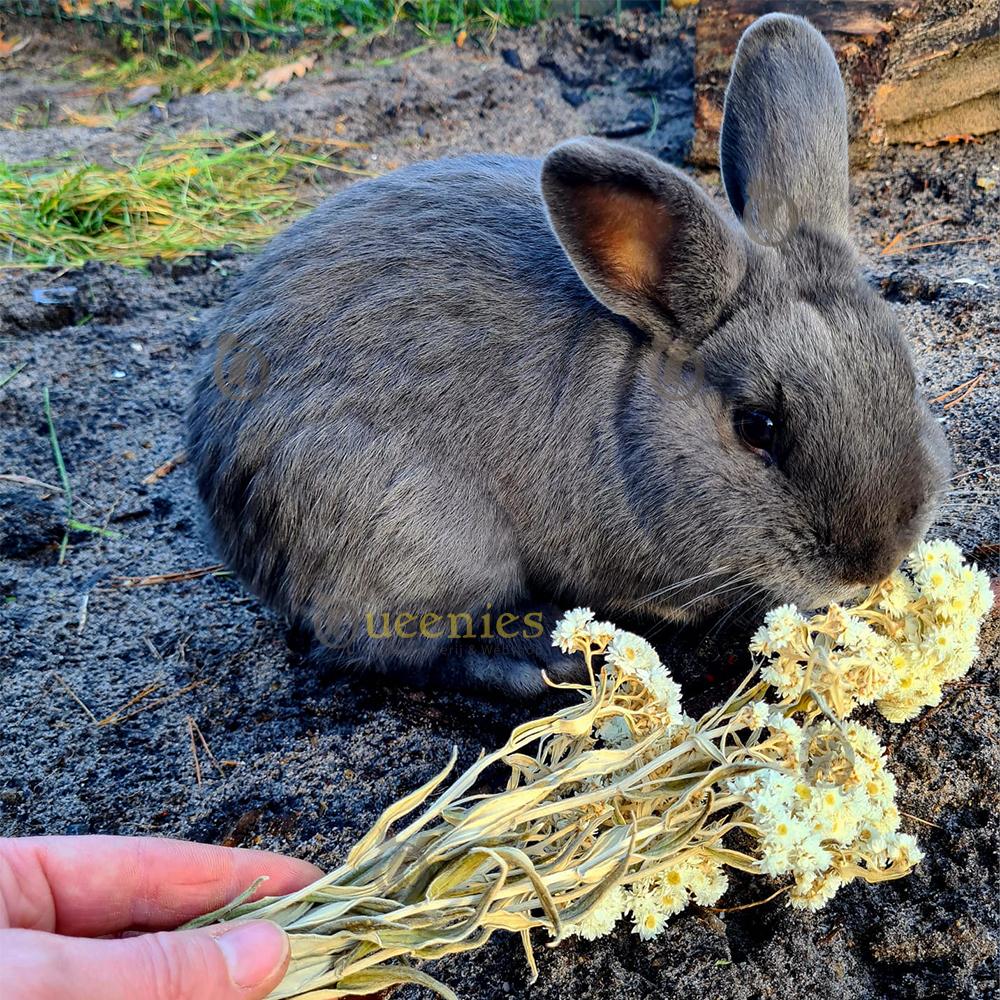 Edelweiss in Konijnen verblijf
