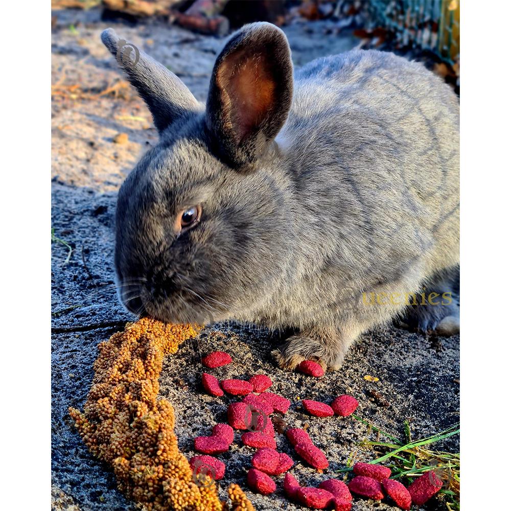 Rode biet kussentjes voor Konijnen