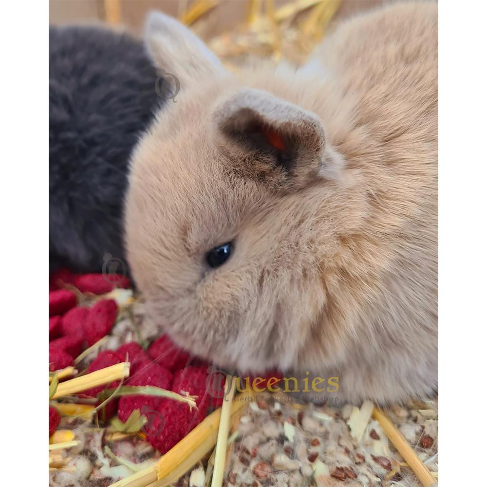 Rode biet kussentjes als traktatie voor konijnen.