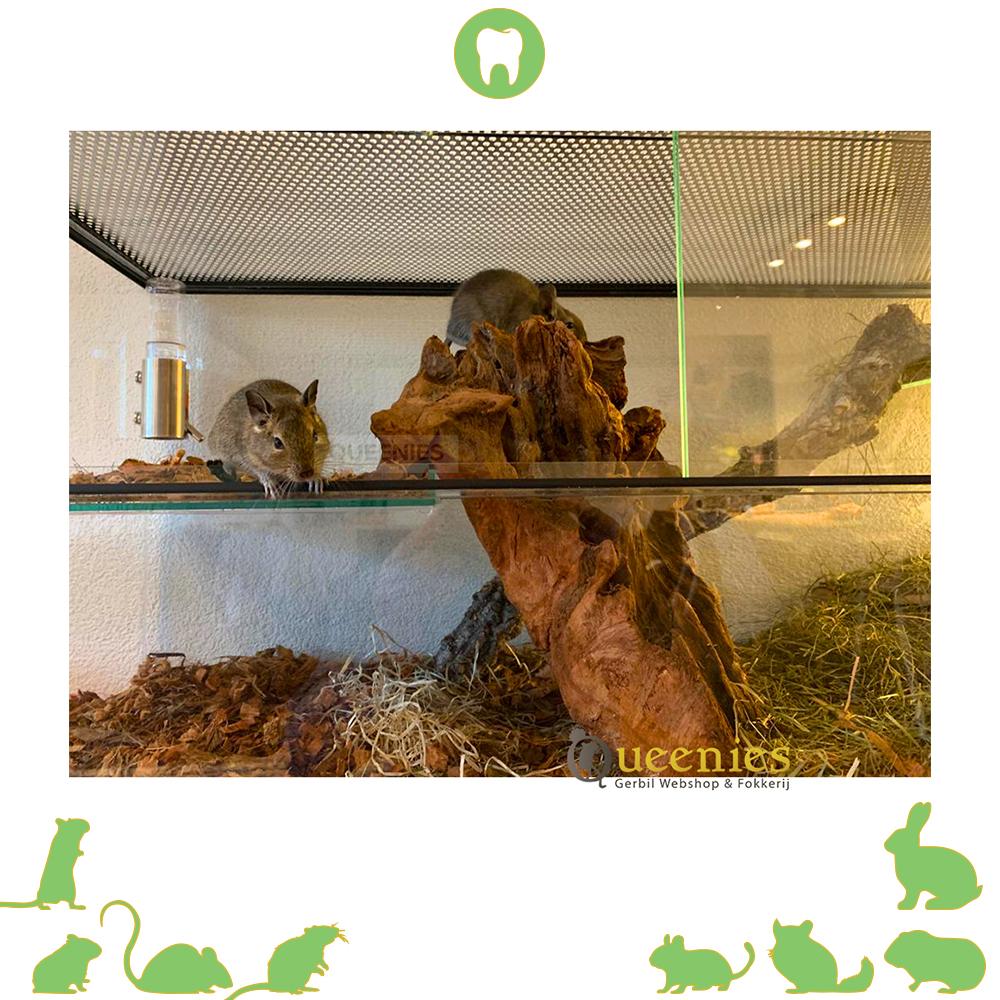 Kurkstronken M voor Knaagdieren