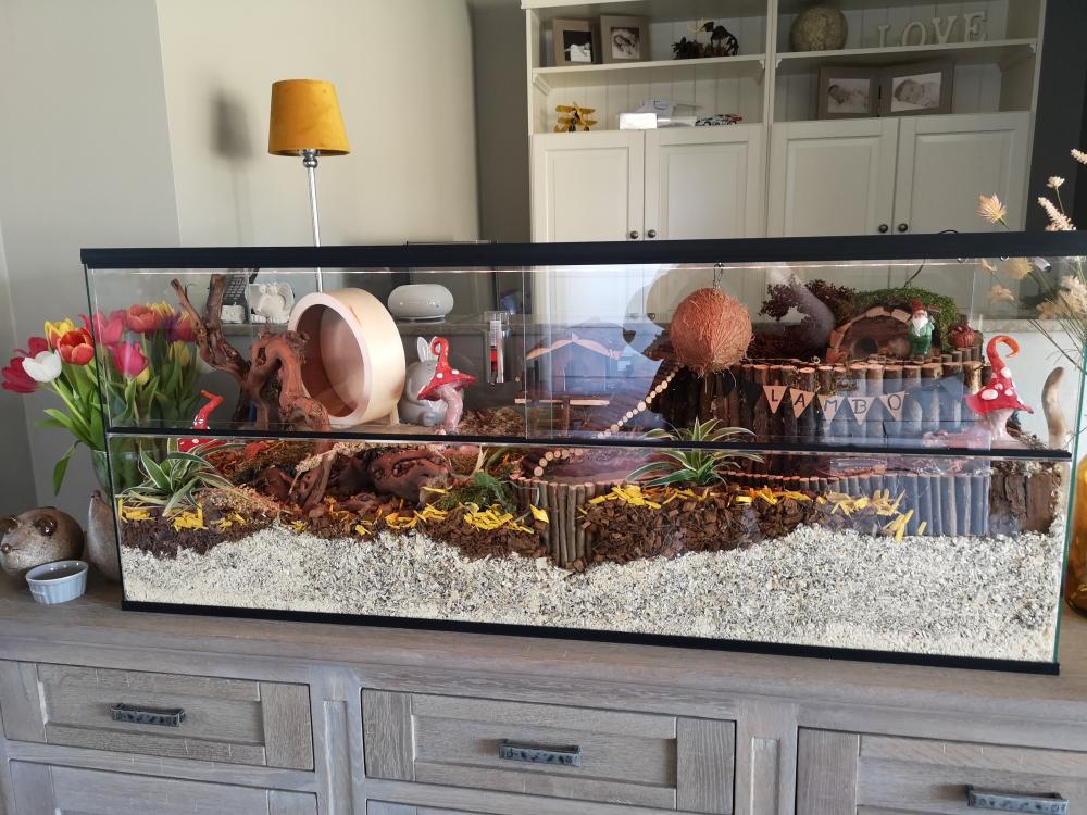 Terrarium voor hamster - geschikte hamsterkooi van glas