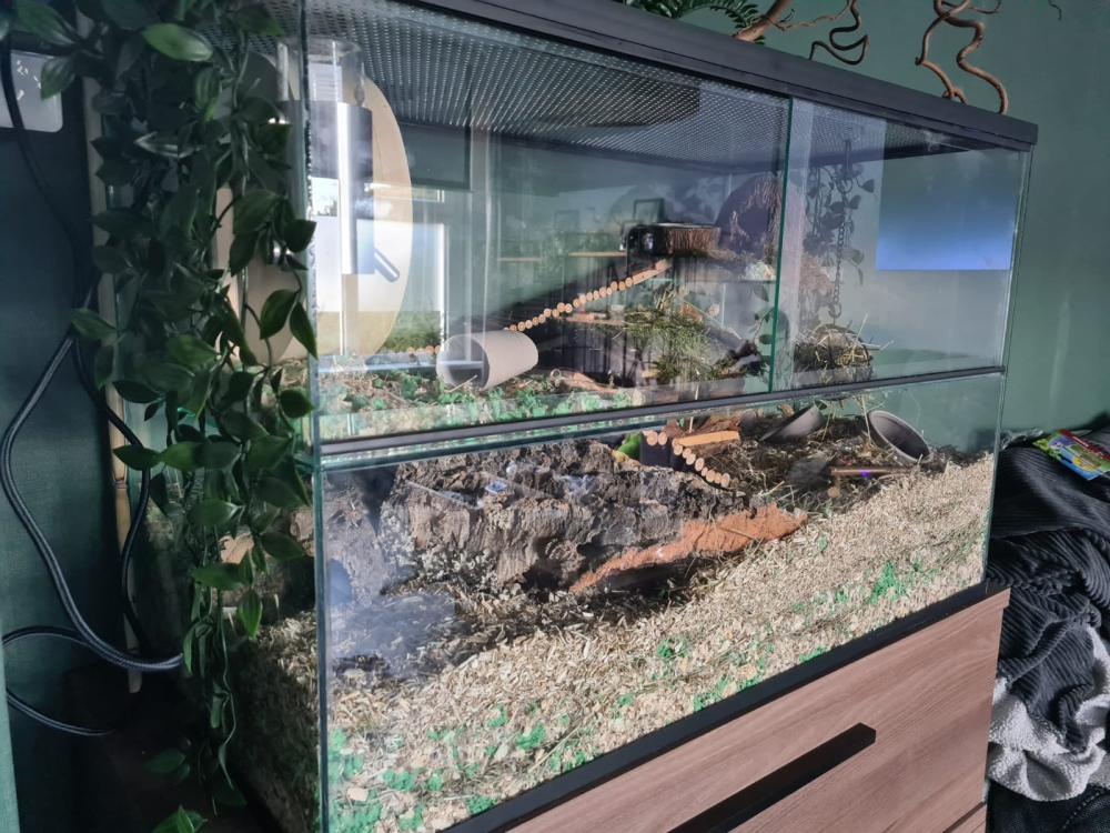 Gerbil terrarium 80x40x50