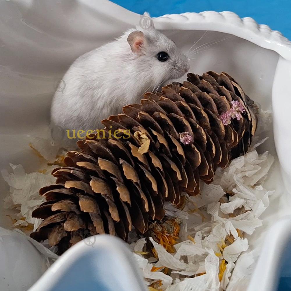 Gerbil met Dennenappel