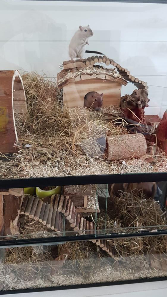 Opzetstuk Gerbilarium 75x30