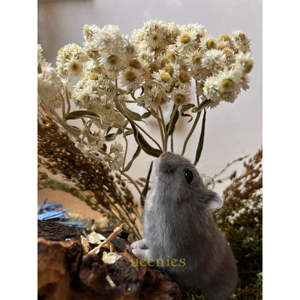Hamster met Edelweiss in Terrarium
