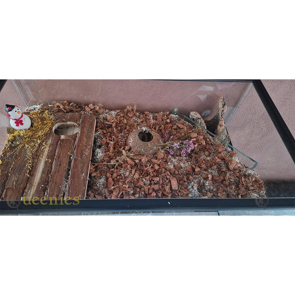 Haal de kerst in huis voor Knaagdieren en Konijnen