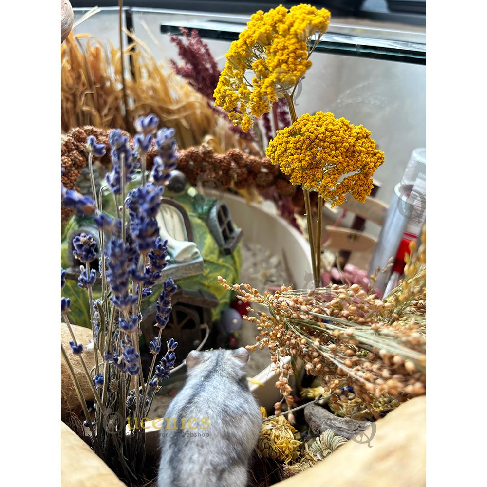 Lavendel gebruikt in Hamsterscape