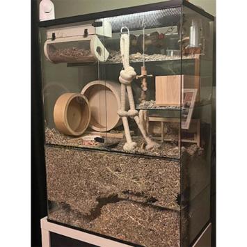 Wilgenbrug in Gerbil Terrarium