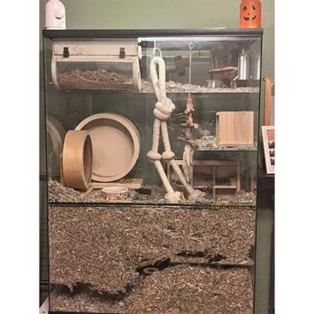 Grote wilgenbrug in verblijf