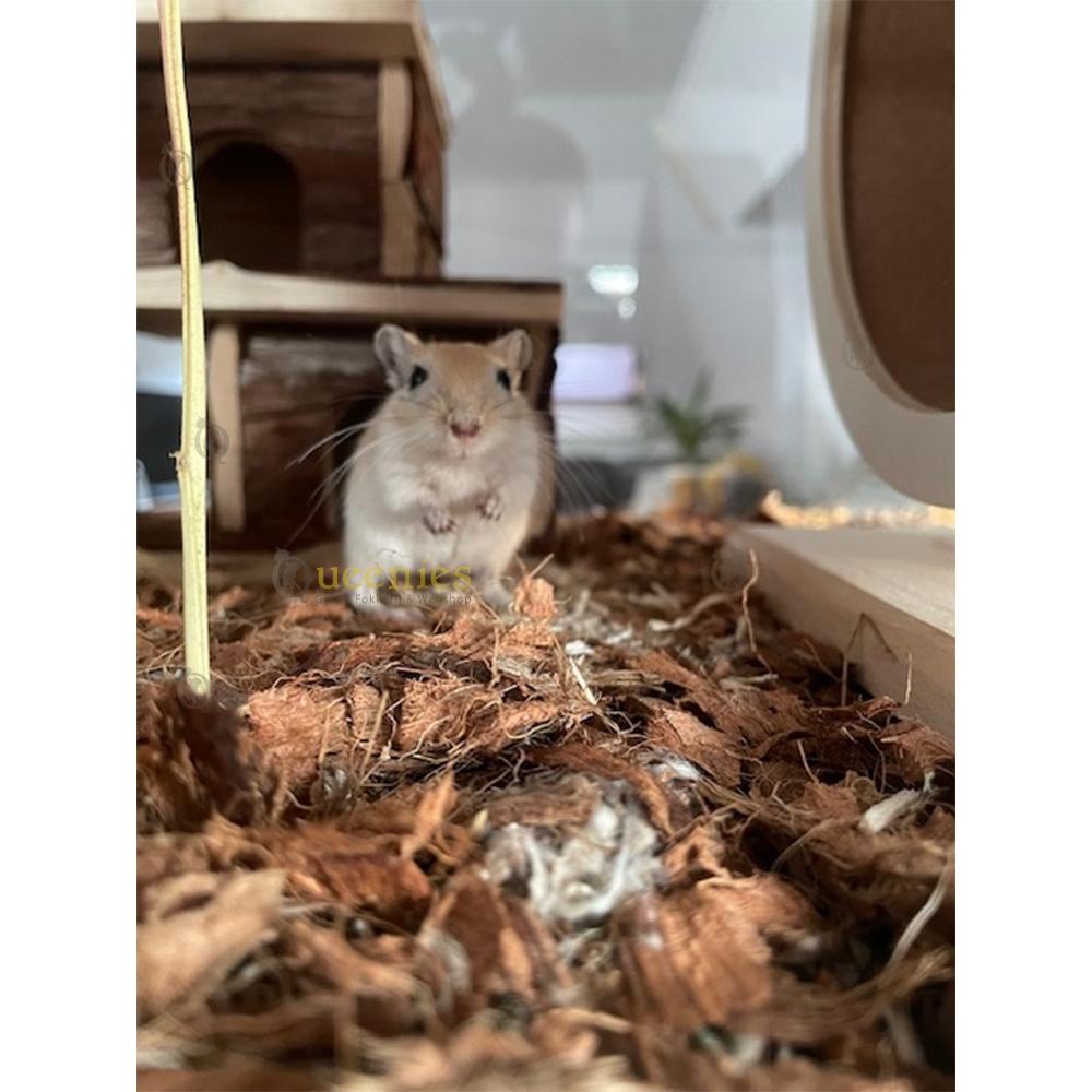 Gerbil met kokosvezels