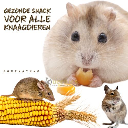Mais is een gezonde snack voor alle knaagdieren
