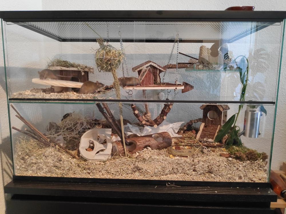 Gerbil terrarium 80x40x50
