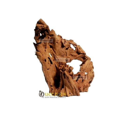 Mangrove knaagdieren houtwortel