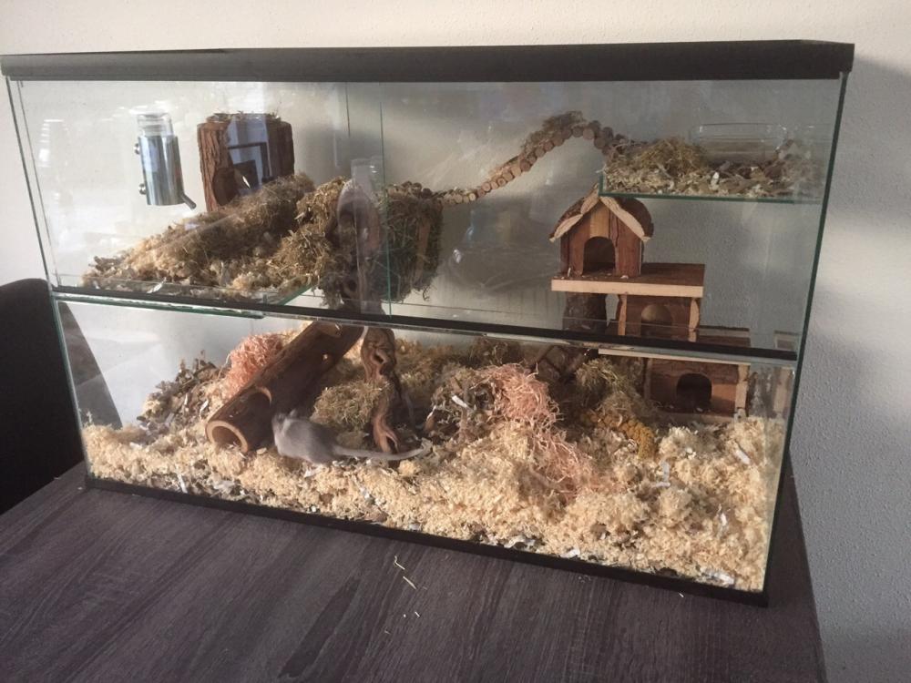 Gerbil terrarium 80x40x50