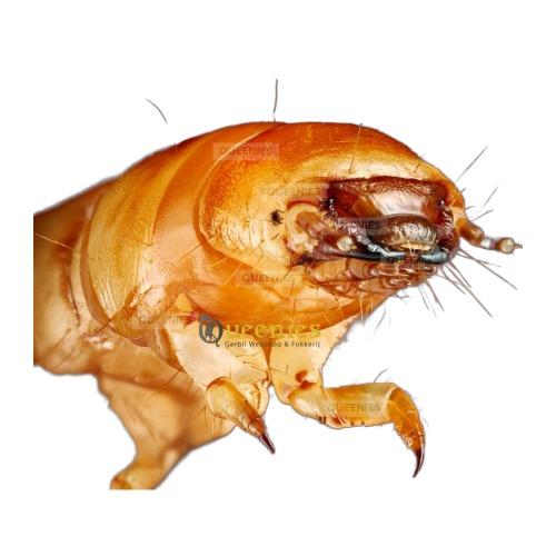 Meelwormen voor Gerbils en Hamsters