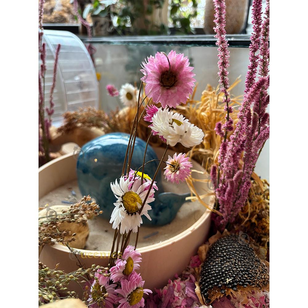 Lavendel in Hamsterscape