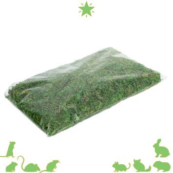 Groen mos voor terrarium inrichting