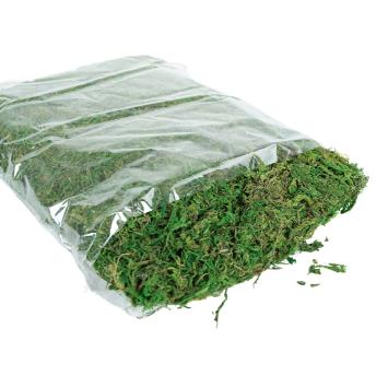 Mos voor paludarium en terrarium