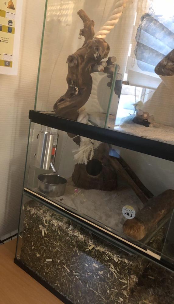 Opzetstuk Gerbilarium 75x30