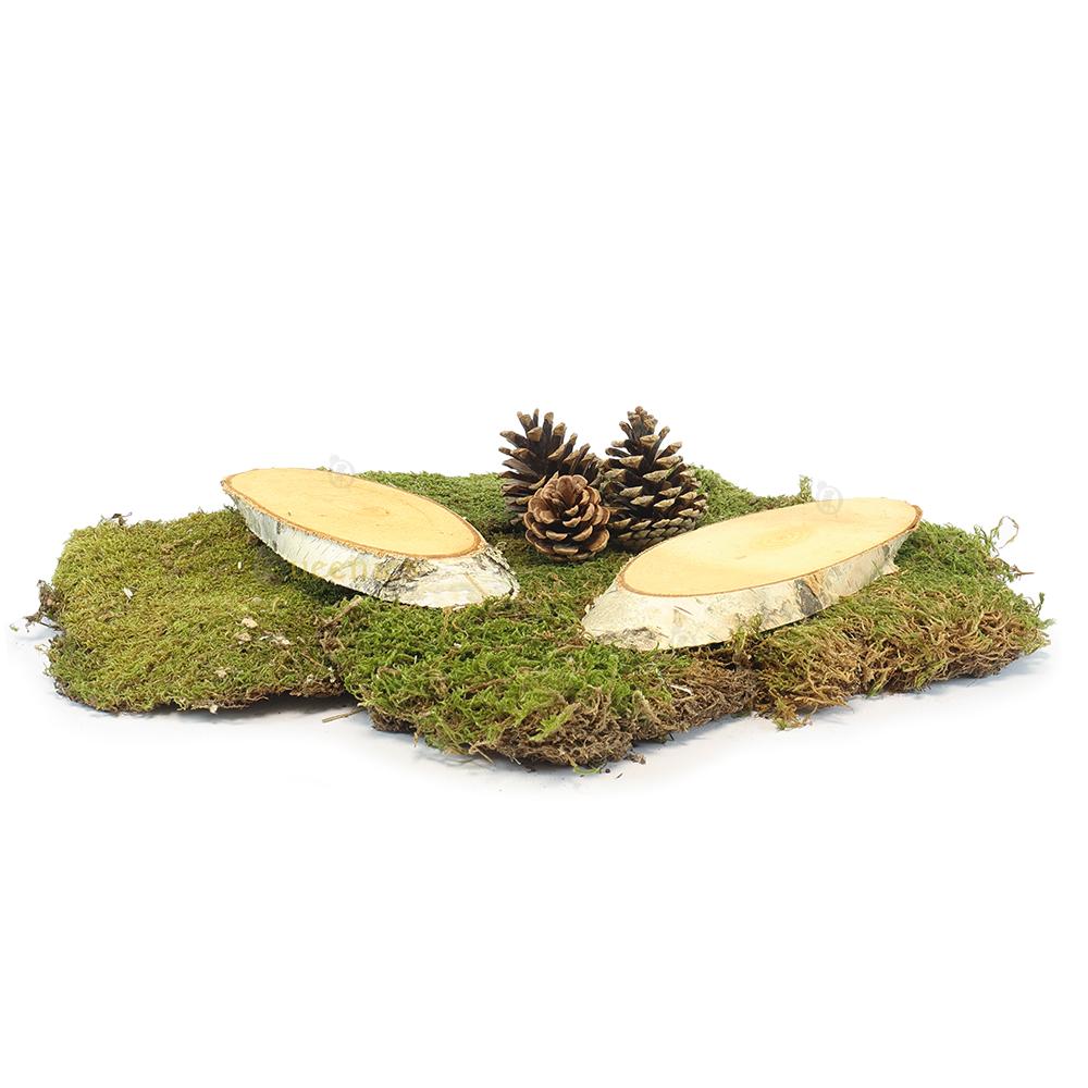 natuurlijke uitstraling van hamsterscaping met dennenappels en berk