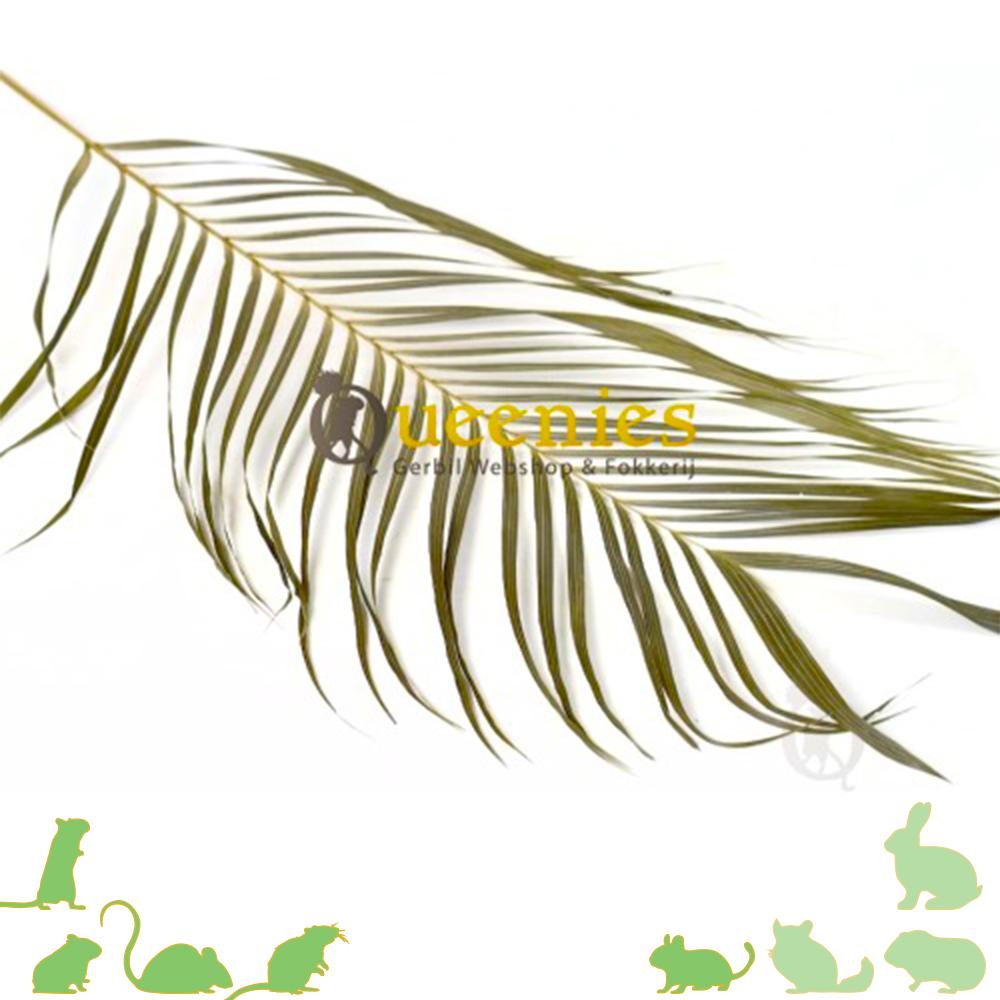 Palmblad voor Hamsterscaping