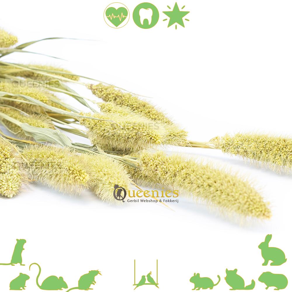 Gezonde grassoorten en granen voor Knaagdieren