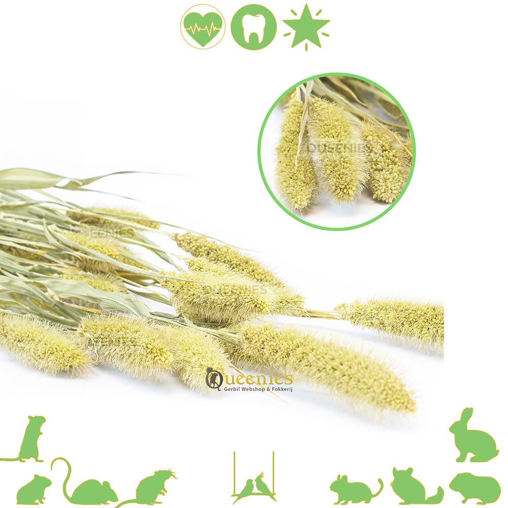 Naaldhaar Trosgierst voor Knaagdieren en Konijnen